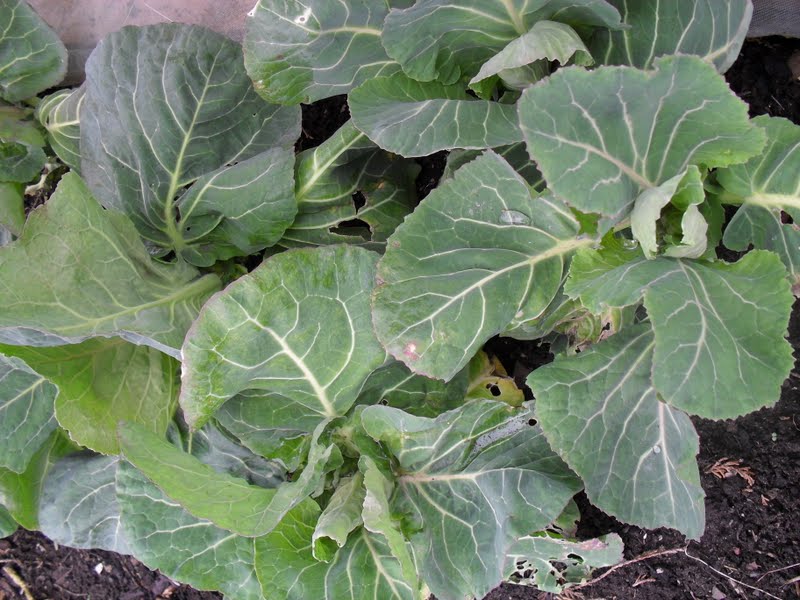 A Woman of the Soil Spring Greens Are They Worth It?