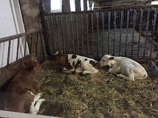 View of the calves from inside the dining room