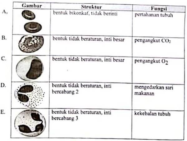 Soal Dan Pembahasan Un Biologi Sma Tahun 2018 11 15 Epanrita Com