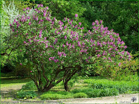 http://plantsgallery.blogspot.com/2013/11/syringa-vulgaris-mrs-edward-harding.html