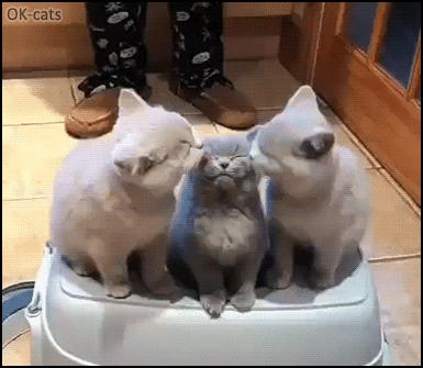 Cat Gif A Day Keeps The Doggy Away, Cat Stuck In Bathtub Gif