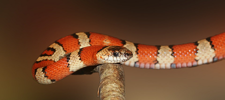 Serpiente