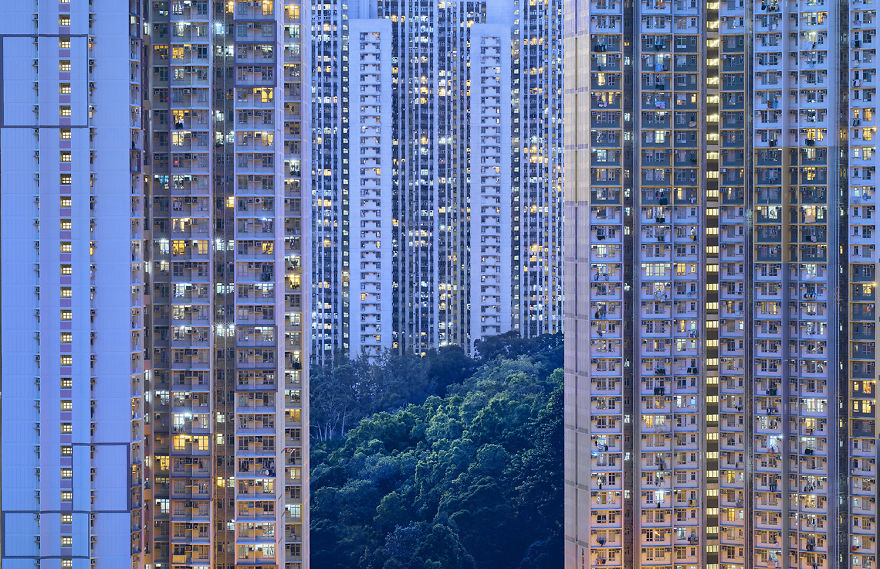 Растительность Гонконга