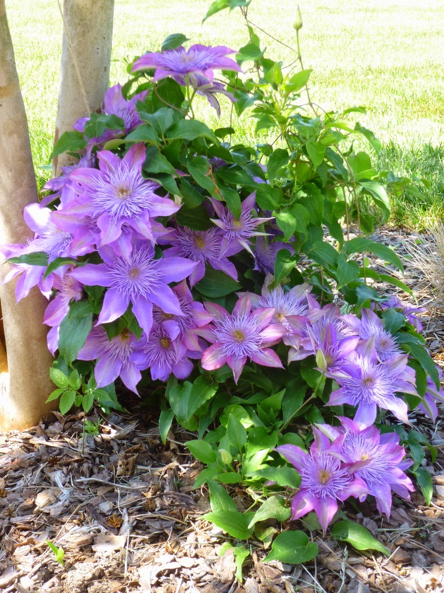 Clematis "Crystal Fountain" in bloom