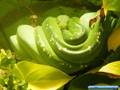 Desktop Python Snakes Desktop Python Snakes