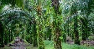 Bertanam Kelapa Sawit 5 Tugas Utama Mandor Perkebunan Kelapa Sawit