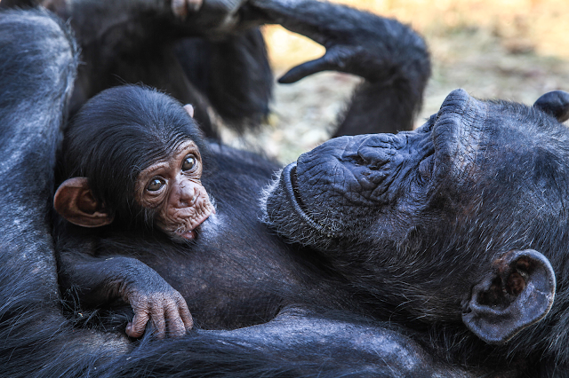 La teoria dell’attaccamento la ricerca di protezione è un istinto