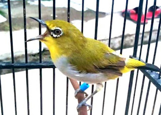 pleci nampil di lapangan pleci nampil di lapangan