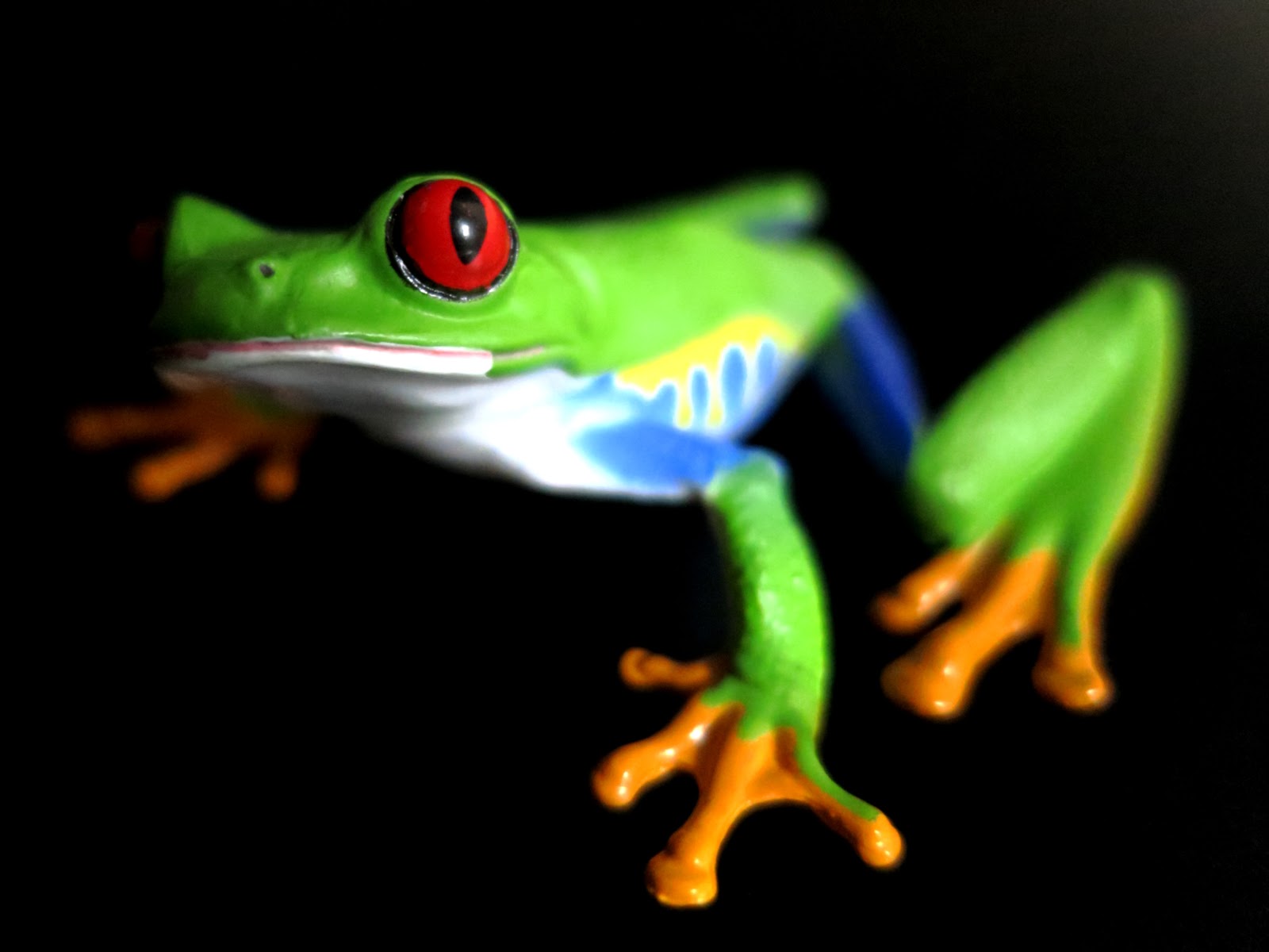 丸めたカエル アカメアマガエルとマルメタピオカガエル Mirror House Annex