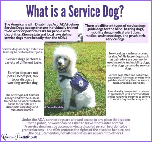 Can Service Dogs Recognizde Their Handlers Can Service Dogs Recognizde Their Handlers