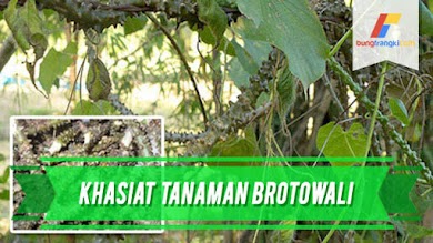 Khasiat Tanaman Brotowali Bagi Kesehatan Khasiat Tanaman Brotowali Bagi Kesehatan