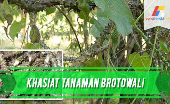 Khasiat Tanaman Brotowali Bagi Kesehatan