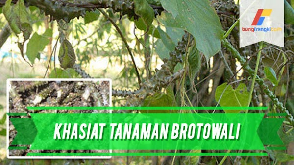 Khasiat Tanaman Brotowali Bagi Kesehatan