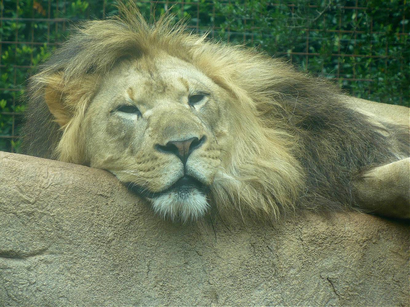 Male Lion - Greenville Zoo