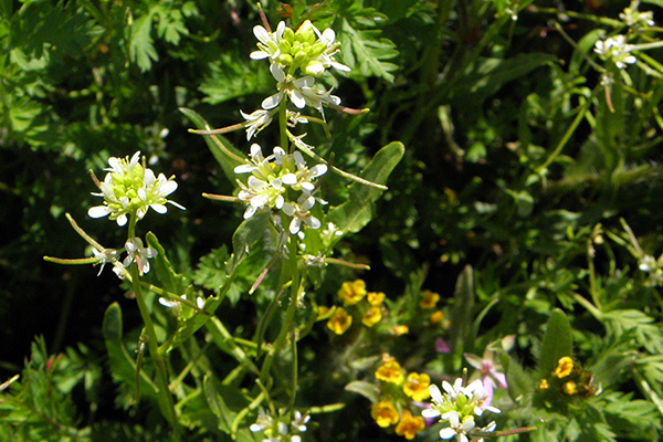 California Mustard, a white mustard with large thin projections from stem