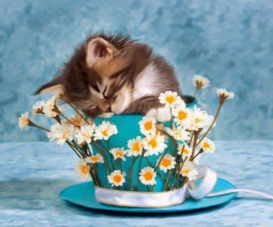 10 Cats in Teacups Now That's Nifty