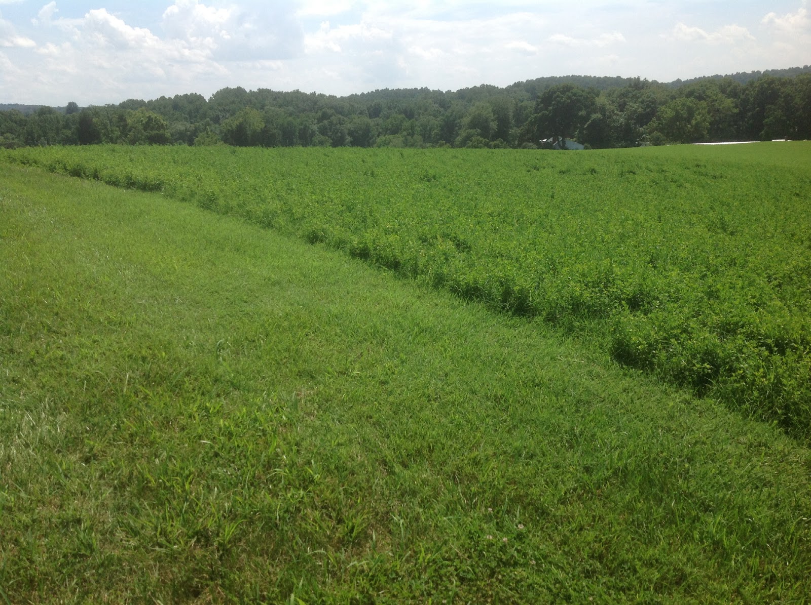 Hay for Sale in Virginia