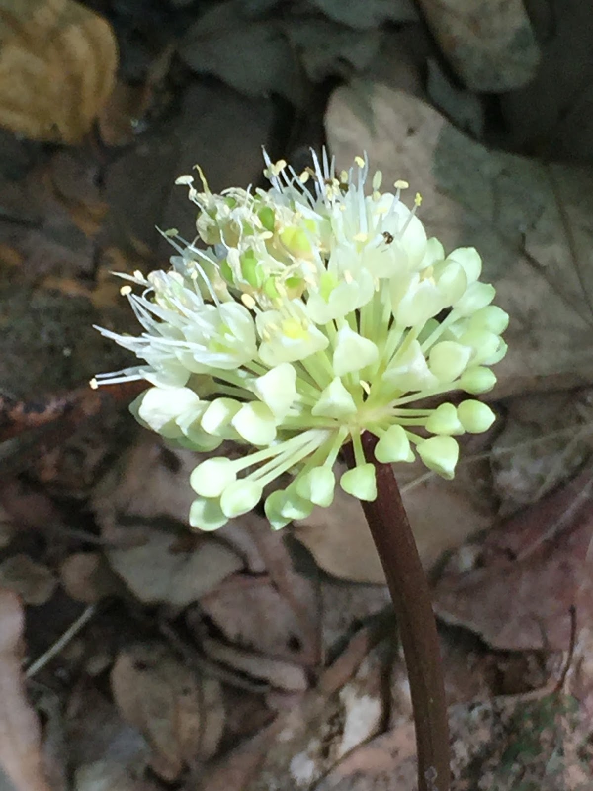 The Phytophactor Friday Fabulous Flower wild ramp