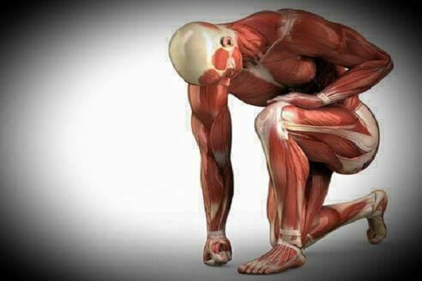 اللياقة العضلية الهيكلية