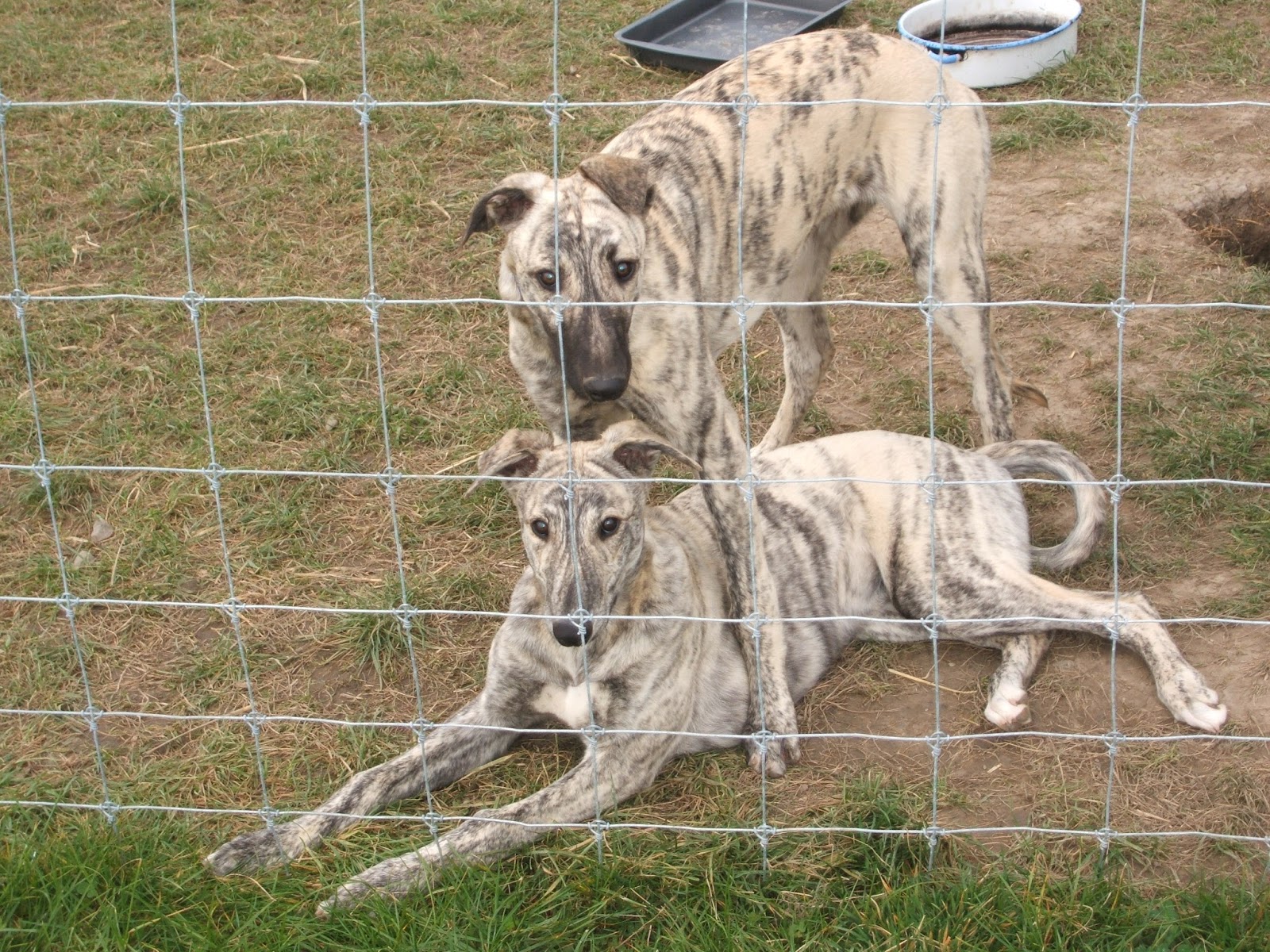 Feral Greyhound Kennels Pups at 5 months