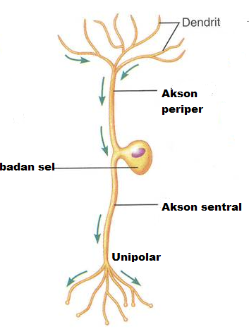 Radar Danger: Macam-macam Neuron