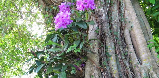Wow 26+ Gambar Simbiosis Anggrek Dan Pohon Mangga - Gambar Bunga Indah