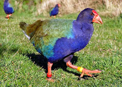 دهشة daahsha بالصور أكتشف اشهر واغرب 10 طيور لا تطير معلومات هامة عنها