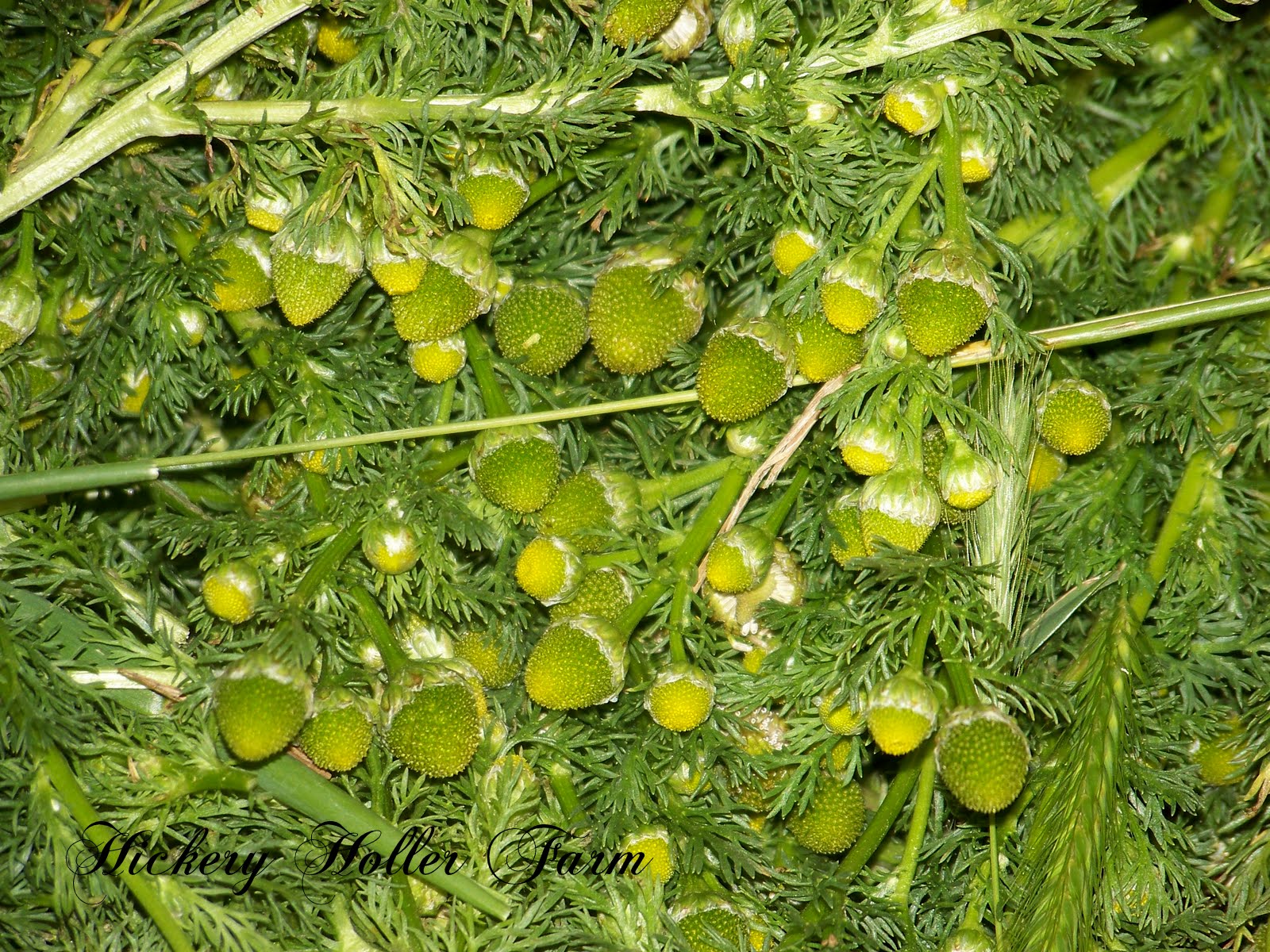 Hickery Holler Farm Gathering Pineapple Weed