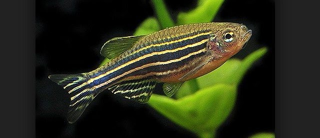 Zebra Danio dan Cara Merawatnya