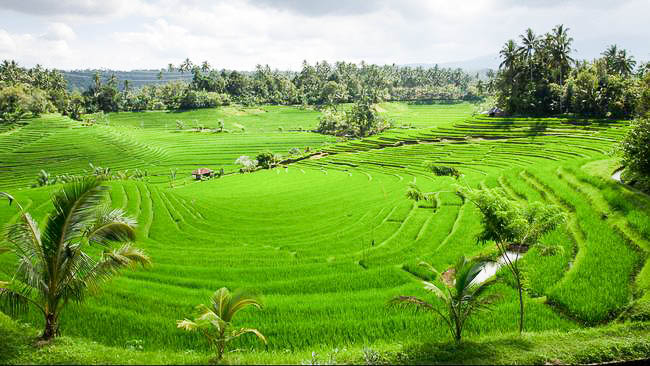 “A MUST EAT” Food in Ubud……… ~ Best Western Premier Agung Resort Ubud