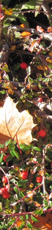 Frischer Wind November 2012