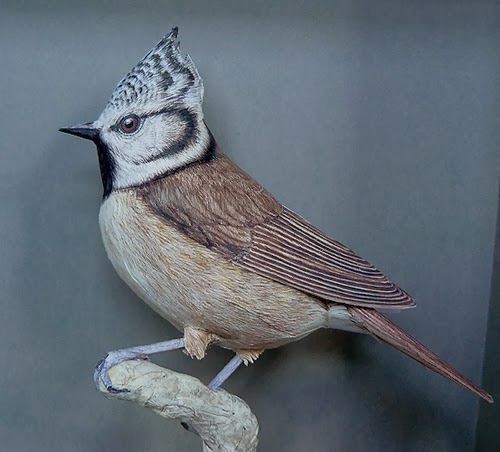 03-Crested-Tit-Johan-Scherft-Living-Paper-Birds-Sculptures-Watercolours-www-designstack-co