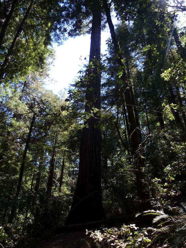 11: Muir Woods - Golden Gate - Driving me ... USA (6)