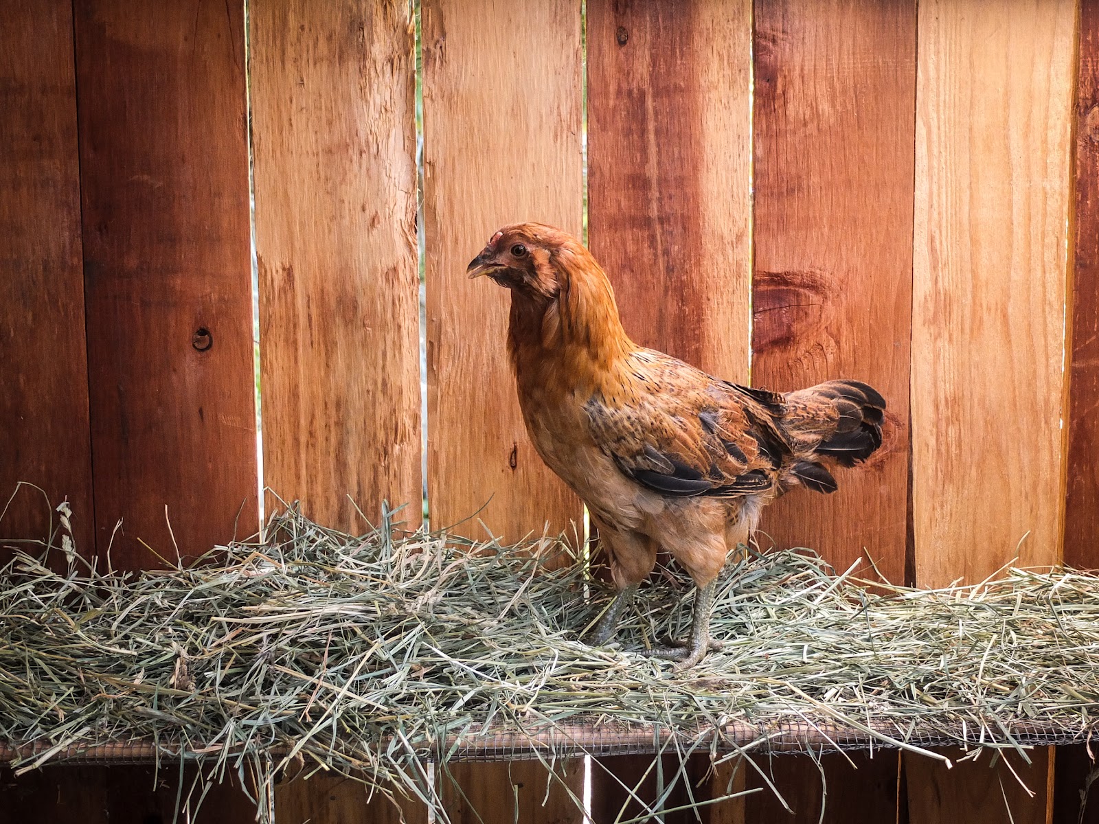 Chicken Women Hay Time to Lay A New Foundation