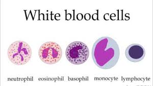 sel darah putih