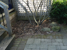 Roncesvalles Toronto spring garden cleanup before Paul Jung Gardening Services