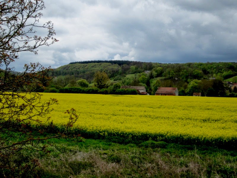 Tightwad Travel France and England on 98 a Day Mustard Fields