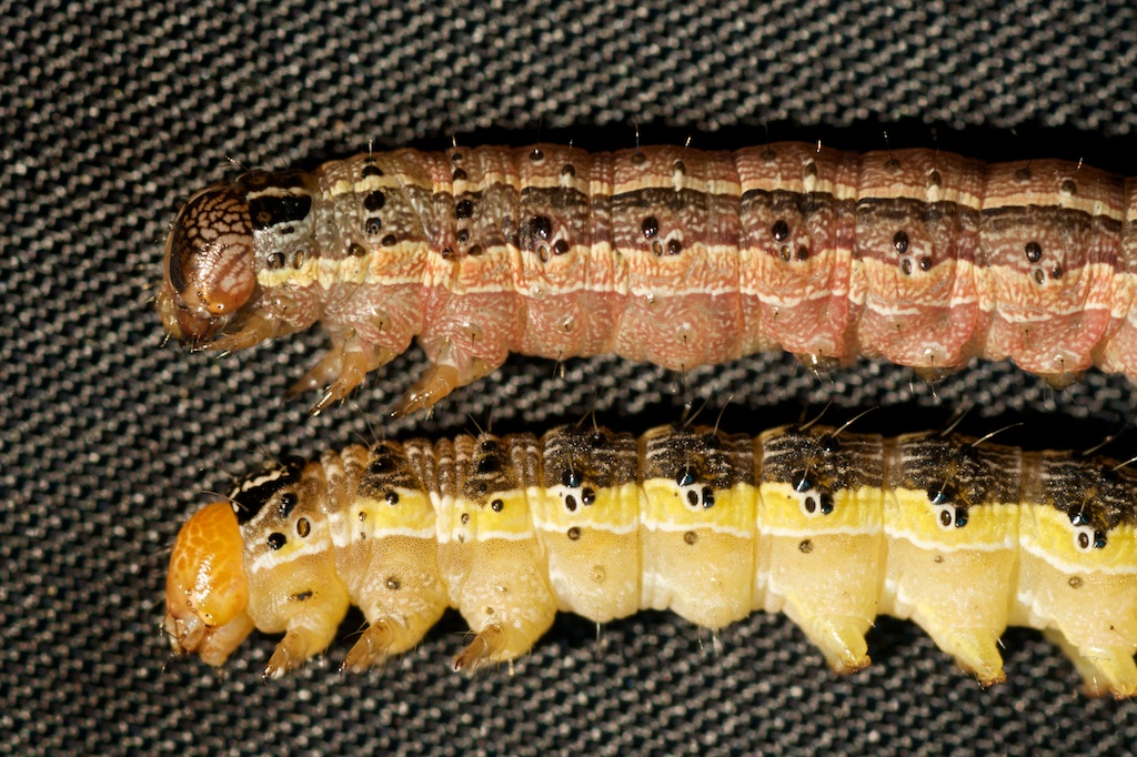 FOCUS on Entomology Fall Armyworms in Corn and Early Midge