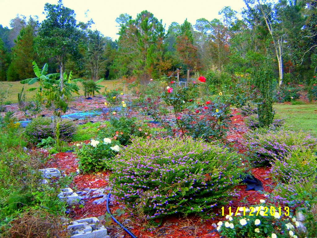 Alabama Rose and Flower Garden from a NonGreen Thumb Will Roses Die