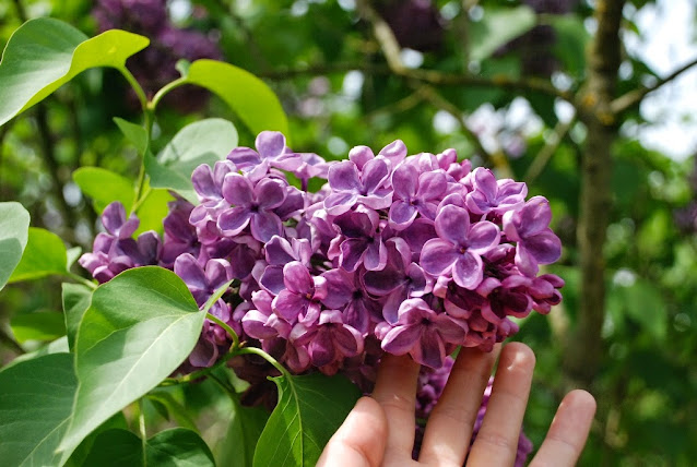 Arboretum w Kórniku, zielona metamorfoza, Lilak 'Massena' lilaki kórnik arboretum ogród wiejski