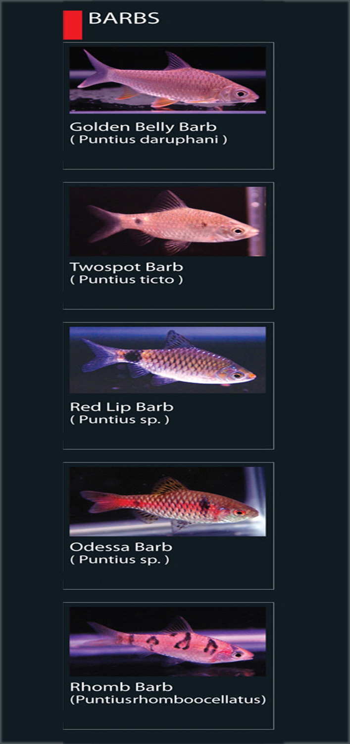 Jenis Ikan Barb