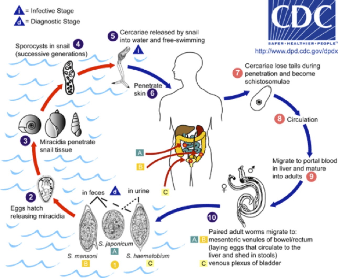 Human liver fluke infection, liver fluke life cycle, symptoms & treatment