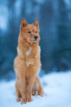 Everything about your Finnish Spitz - LUV My dogs