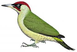 Eurasian green Woodpecker