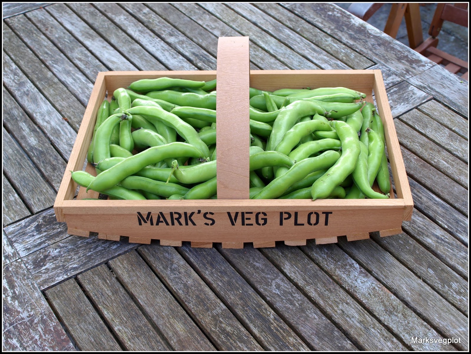 Mark's Veg Plot Harvesting Broad Beans