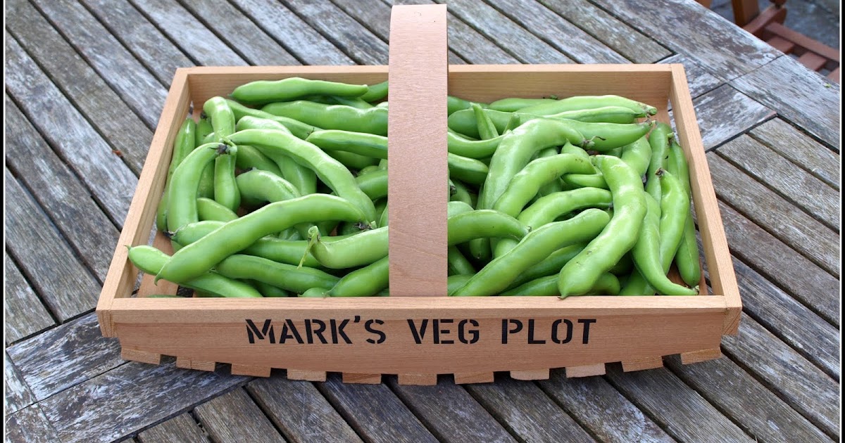 Mark's Veg Plot Harvesting Broad Beans