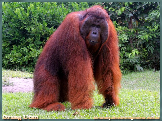 gambar binatang dari huruf O orangutan