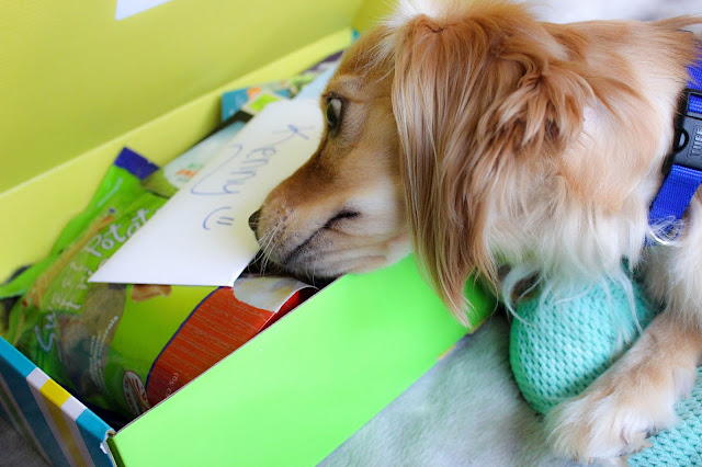 Pet Treater, dog subscription, dog treats, dog toys, subscription box