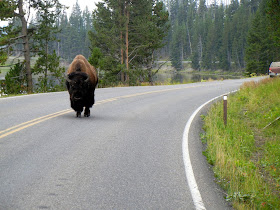 Buffalo walking on road in Yellowstone National Park in Wyoming Buffalo walking on road in Yellowstone National Park in Wyoming