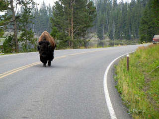 Buffalo walking on road in Yellowstone National Park in Wyoming